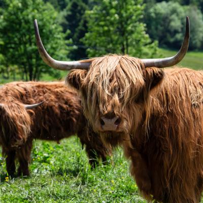 Highland cattle